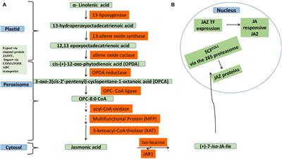 Role of Jasmonates, Calcium, and Glutathione in Plants to Combat Abiotic Stresses Through Precise Signaling Cascade